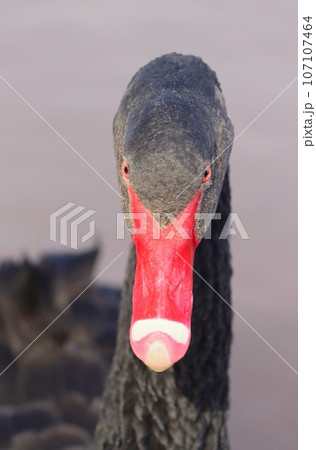 Magical black swan on spring pond 107107464