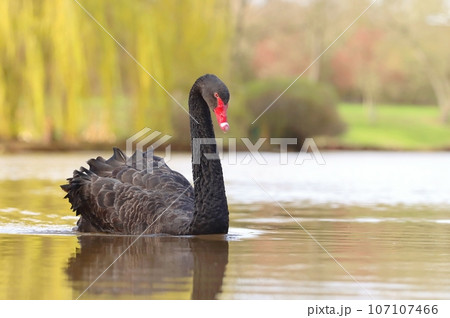 Magical black swan on spring pond 107107466