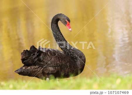 Magical black swan on spring pond Magical black swan on spring pond 107107469