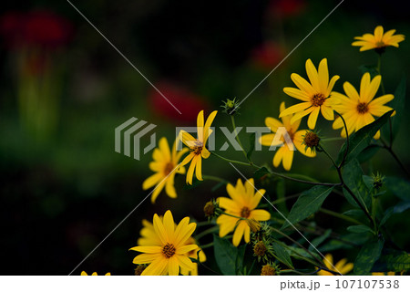 黄色い花 107107538
