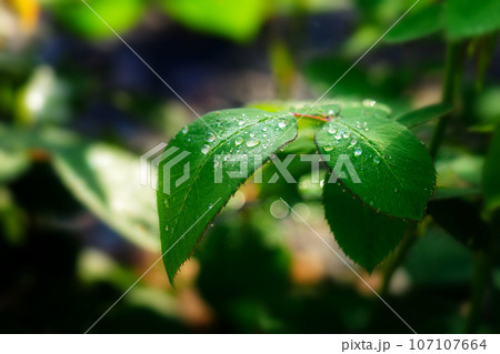 Drops of dew or rain on green leaf of plant. Purity and freshness in nature. Background. Drops of dew or rain on green leaf of plant. Purity and freshness in nature. Background. 107107664