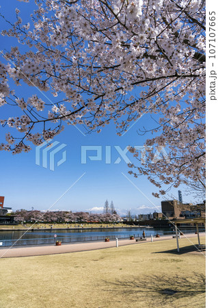 富山駅近くのおしゃれな公園・富岩運河環水公園でお花見 107107665