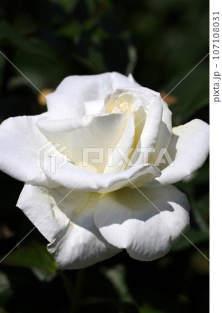 純白のバラの花「オスカル・フランソワ、04年フランス」(マクロレンズ使用・自然光・接写写真) 純白のバラの花「オスカル・フランソワ、04年フランス」(マクロレンズ使用・自然光・接写写真) 107108031