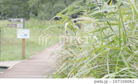 小網代の森の秋 107108062