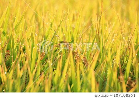 島根県出雲市で米が実る秋の田園風景 107108251