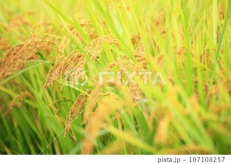 島根県出雲市で米が実る秋の田園風景 107108257