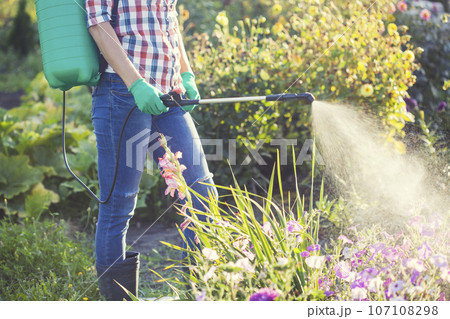 woman in a green backpack with a pressure garden sprayer spraying flowers against diseases and pests woman in a green backpack with a pressure garden sprayer spraying flowers against diseases and pests 107108298