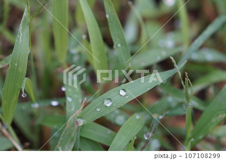葉っぱの上の水滴 水玉 9月 葉っぱの上の水滴 水玉 9月 107108299