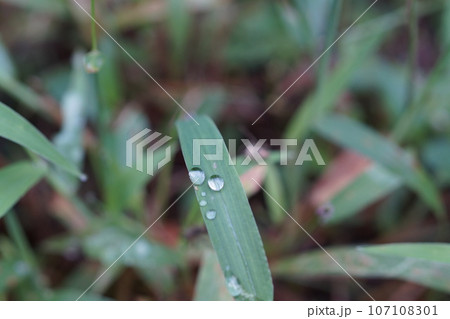 葉っぱの上の水滴 水玉 9月 葉っぱの上の水滴 水玉 9月 107108301
