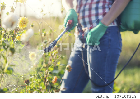 woman in a green backpack with a pressure garden sprayer spraying flowers against diseases and pests woman in a green backpack with a pressure garden sprayer spraying flowers against diseases and pests 107108318