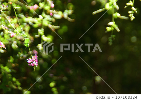 秋の花:ハギ 八月の中旬頃から紫色の花が咲くマメ科の落葉低木。 秋の花:ハギ 八月の中旬頃から紫色の花が咲くマメ科の落葉低木。 107108324