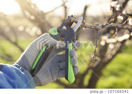 spring pruning of the garden with secateurs, care for trees and bushes 107108341