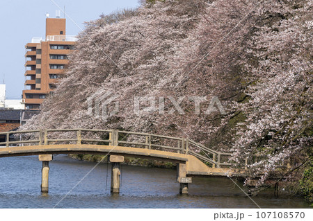 富山県のさくらの名所・高岡古城公園 富山県のさくらの名所・高岡古城公園 107108570