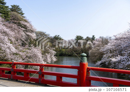富山県のさくらの名所・高岡古城公園 107108571