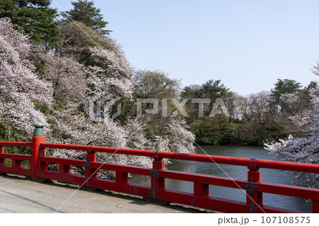 富山県のさくらの名所・高岡古城公園 富山県のさくらの名所・高岡古城公園 107108575