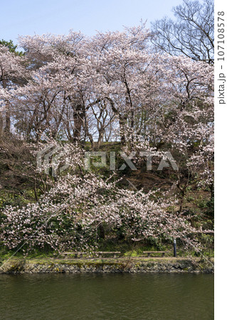 富山県のさくらの名所・高岡古城公園 107108578