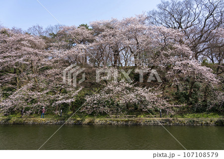 富山県のさくらの名所・高岡古城公園 107108579