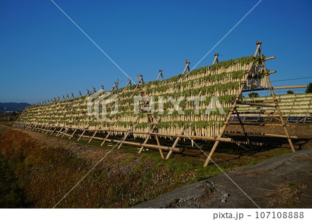 快晴の青空を背景にした南九州冬の風物詩大根やぐら Ver1 快晴の青空を背景にした南九州冬の風物詩大根やぐら Ver1 107108888