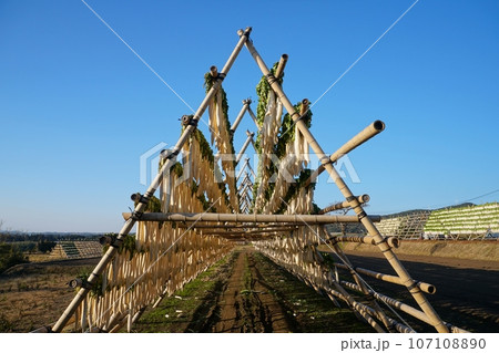 快晴の青空を背景にした南九州冬の風物詩大根やぐら Ver3 快晴の青空を背景にした南九州冬の風物詩大根やぐら Ver3 107108890