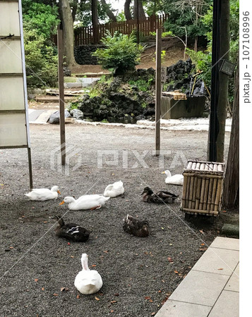 アヒルたちの一休み アヒルたちの一休み 107108996
