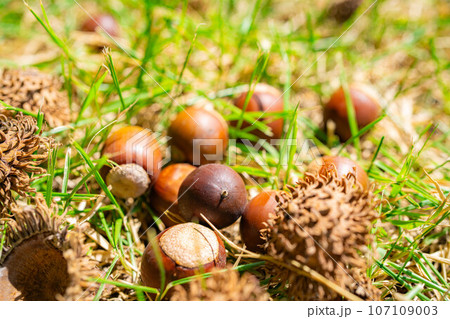 【秋素材】クヌギのドングリ【長野県】 【秋素材】クヌギのドングリ【長野県】 107109003