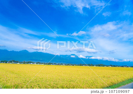 【秋素材】安曇野の実りの秋【長野県】 【秋素材】安曇野の実りの秋【長野県】 107109097