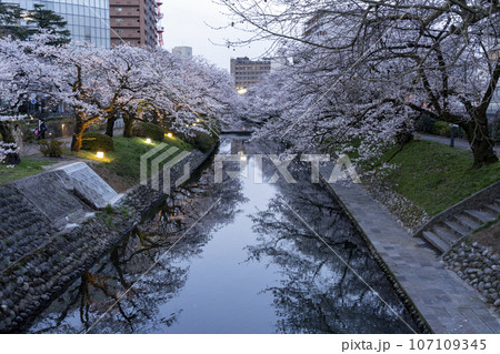 富山県のさくらの名所・松川ベリの夜桜 107109345