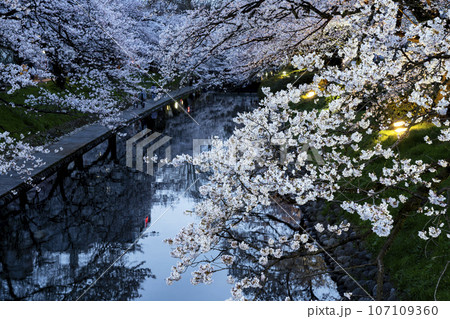 富山県のさくらの名所・松川ベリの夜桜 107109360