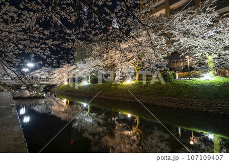 富山県のさくらの名所・松川ベリの夜桜 107109407