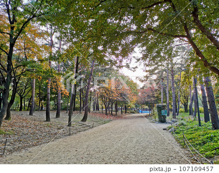 Small dirt walkway and Fall maple leaves foliage in orange and green colour in deep forest of Autumn in Seoul Forest park in Seongdong-Gu area. 107109457