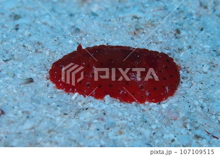 イチゴジャムウミウシ　稀少　水中写真　沖縄 107109515
