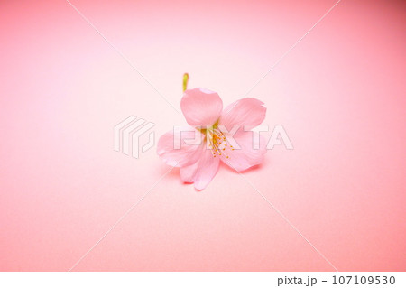 満開の桜　桜　さくら　桜　桜の花　花びら　ソメイヨシノ 107109530