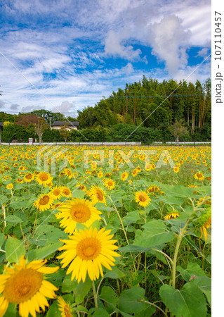ひまわり畑の風景 107110457