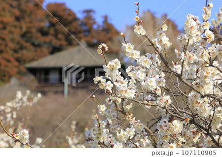 晴天の偕楽園の満開の梅と好文亭(こうぶんてい) 晴天の偕楽園の満開の梅と好文亭(こうぶんてい) 107110905