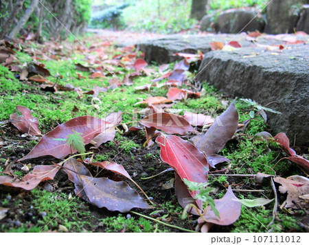 春の庭園に散った樟の枯れ葉 107111012
