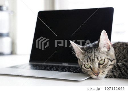 猫とパソコン 107111063
