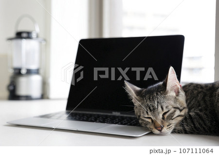猫とパソコン 107111064