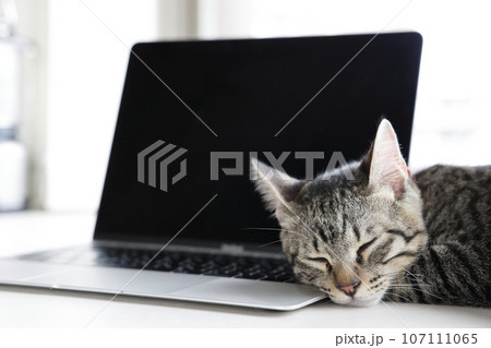 猫とパソコン 107111065