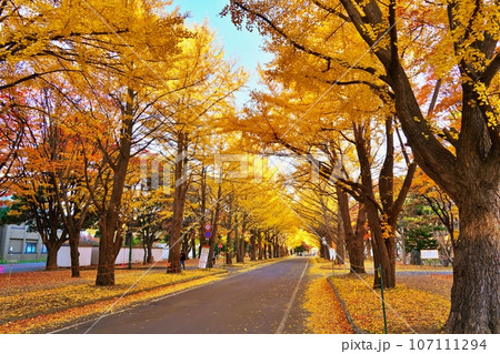 北海道大学のイチョウ並木 107111294