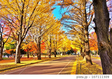 北海道大学のイチョウ並木 107111309
