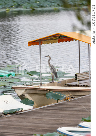 夏のつつじが岡公園 城沼のボート乗り場に佇むアオサギ 夏のつつじが岡公園 城沼のボート乗り場に佇むアオサギ 107111721