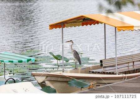 夏のつつじが岡公園　城沼のボート乗り場に佇むアオサギ 107111725