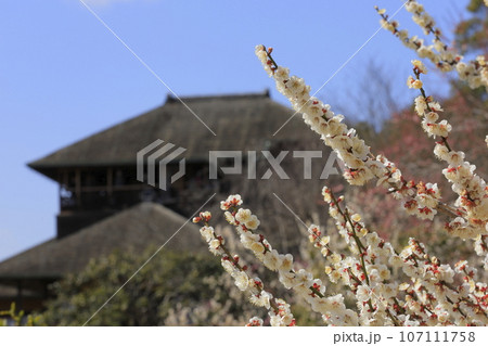 晴天の偕楽園の満開の梅と好文亭（こうぶんてい） 107111758