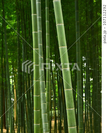 偕楽園の竹林 107112292
