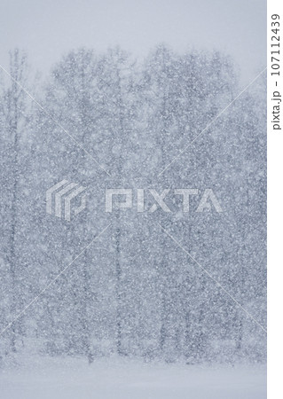 snowfall in forest or park, nature and weather conditions snowfall in forest or park, nature and weather conditions 107112439
