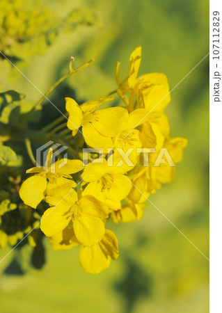 春の暖かい日差しの元、満開に咲く黄色い菜の花（マクロレンズ使用・自然光・接写写真） 107112829