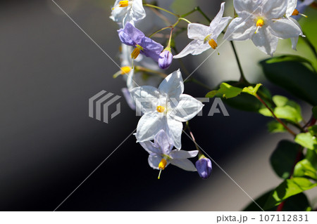 白とラベンダー色のツルハナナスの花(マクロレンズ使用・自然光・接写写真) 白とラベンダー色のツルハナナスの花(マクロレンズ使用・自然光・接写写真) 107112831