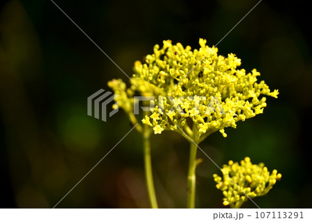 オミナエシ（女郎花） 107113291