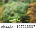 祈りの姿勢で静かに待つカマキリ 107113337