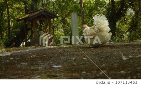 鶏さんと愛南町探索！ 107113463
